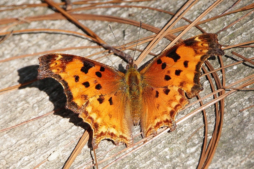Mexican Anglewing