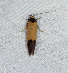 Merocroca automima