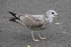 Larus brachyrhynchus