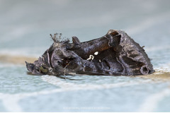 Plusiopalpa adrasta