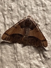 Frederickia hypaethrata