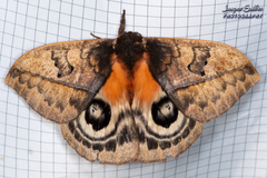 Automeris niepelti