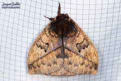 Automeris niepelti