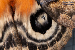 Automeris niepelti