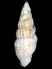 Vexillum modestum