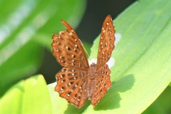 Zemeros flegyas allica