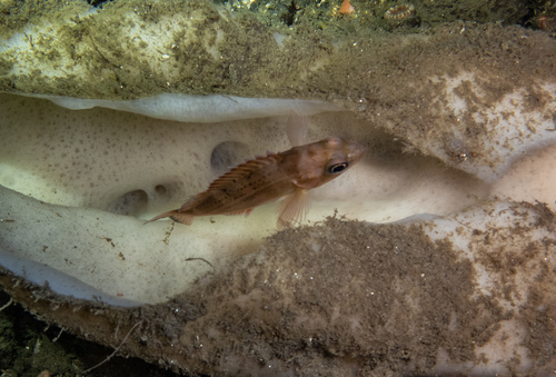 Speckled rockfish (Sebastes ovalis) — Sebastidae — 4