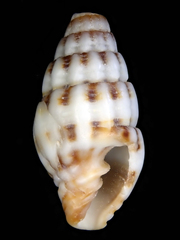 Vexillum discolorium