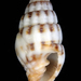 Vexillum discolorium - Photo (c) Steve Smith, some rights reserved (CC BY-NC-ND), uploaded by Steve Smith