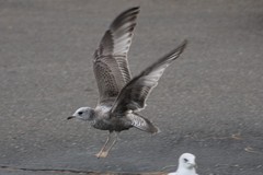 Larus brachyrhynchus