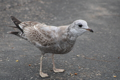 Larus brachyrhynchus