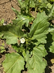 Phacelia viscida albiflora