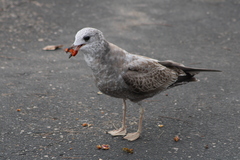 Larus brachyrhynchus