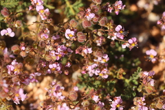 Diplopeltis eriocarpa
