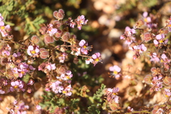 Diplopeltis eriocarpa