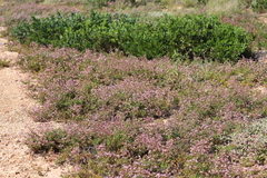 Diplopeltis eriocarpa