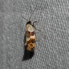 Euphiltra eroticella