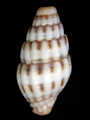 Vexillum discolorium
