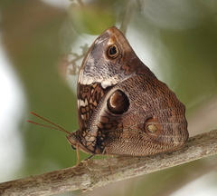 Opsiphanes bogotanus