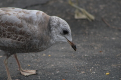 Larus brachyrhynchus