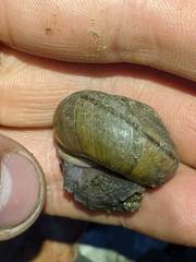 Helminthoglypta phlyctaena