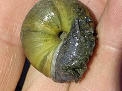 Helminthoglypta phlyctaena