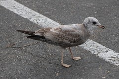 Larus brachyrhynchus