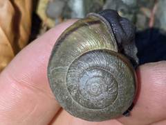 Helminthoglypta phlyctaena