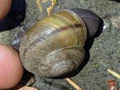 Helminthoglypta phlyctaena