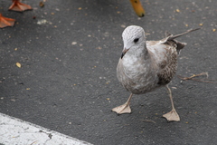 Larus brachyrhynchus