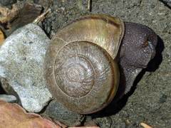 Helminthoglypta phlyctaena