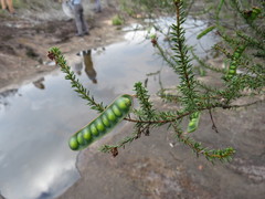 Acacia brunioides
