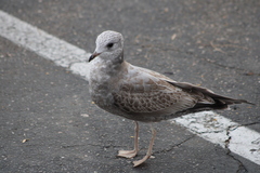 Larus brachyrhynchus