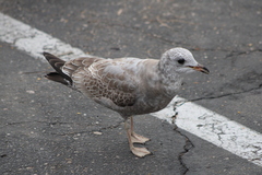 Larus brachyrhynchus