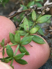 Galium cliftonsmithii