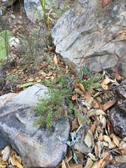 Galium cliftonsmithii