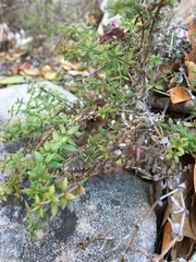 Galium cliftonsmithii