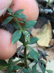 Galium cliftonsmithii