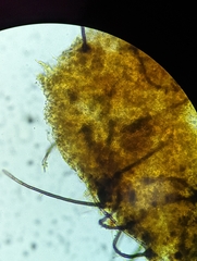 Helicogloea exigua
