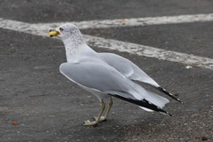 Larus delawarensis
