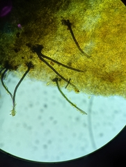 Helicogloea exigua