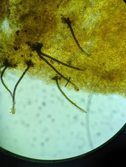 Helicogloea exigua