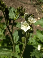 Phacelia viscida albiflora