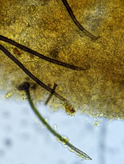 Helicogloea exigua
