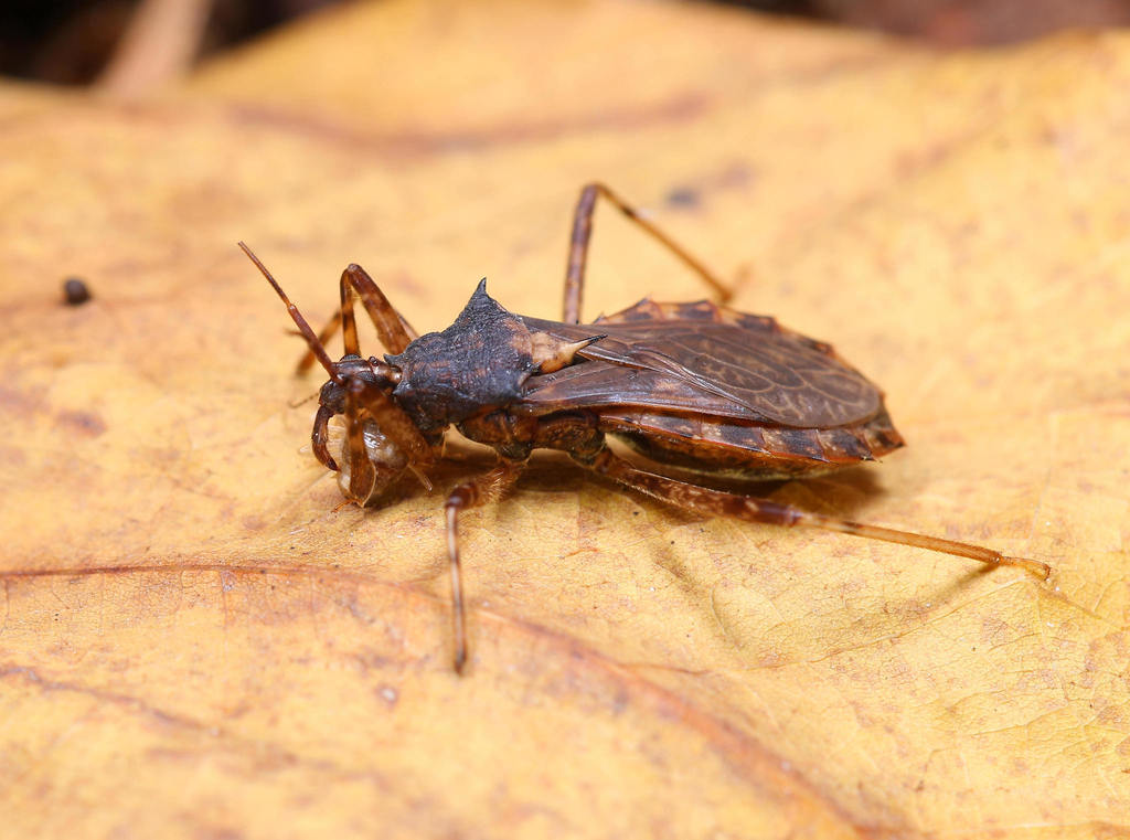 Lisarda spinosa