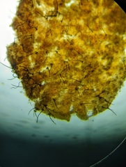 Helicogloea exigua