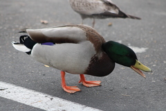 Anas platyrhynchos