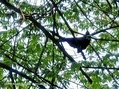 Eudynamys scolopaceus