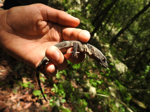 Flathead Knob-scaled Lizard