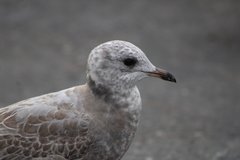 Larus brachyrhynchus